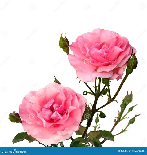 Pink Roses On A Bed Near The House Stock Photography Cartoondealer