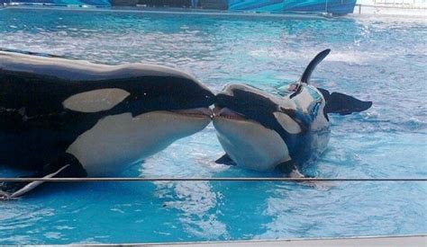 Kayla Becomes 42nd Orca To Die In Captivity In Seaworld