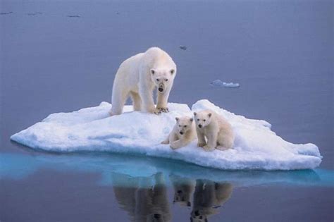 Polar Bears Are Eating Dolphins In New Phenomenon Which Is Result Of