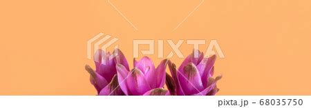 Purple Turmeric Flowers On Orange Background Pixta