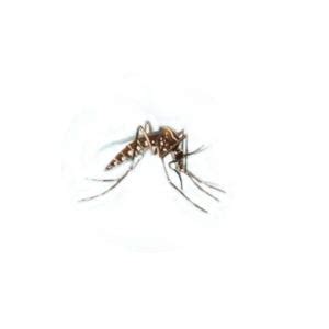 In the competitive world of pest control services, aptive is the new kid on the block. Mosquito Control & Prevention| Lee's Summit, MO | Mantis ...