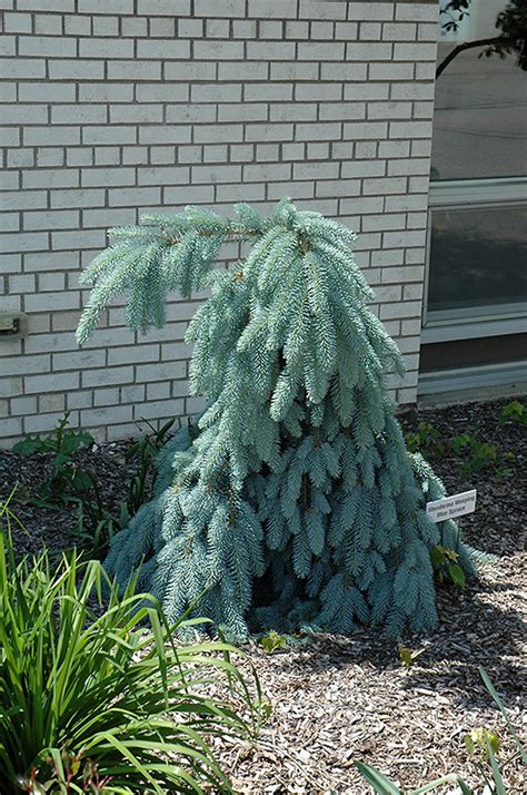 Slenderina Weeping Blue Spruce Picea Pungens Glauca Slenderina