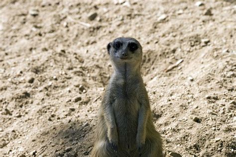 Meerkat Stare Kevin Schofield Flickr