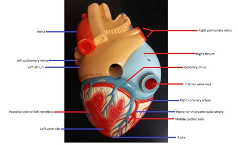 Activity 1 Gross Anatomy Of The Human Heart And Using The Heart Model