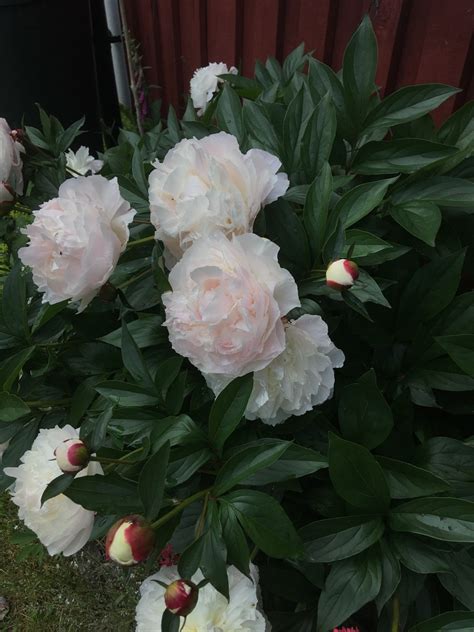 Paeonia Lactiflora Shirley Temple 花言葉，毒性，よくある質問 Picturethis