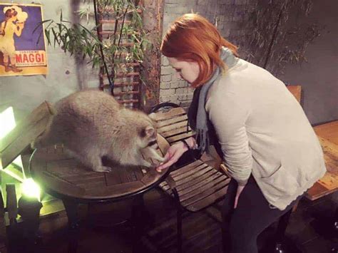 Where To Pet The Cutest Raccoons In Seoul Linda Goes East