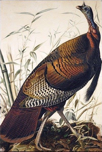 John James Audubon Wild Turkey Painting