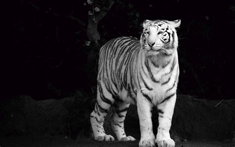 We have 60+ amazing background pictures carefully picked by our community. Black and White Tiger Wallpaper (60+ images)