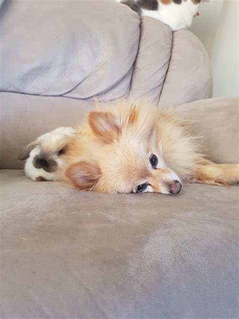 I Took This Pic Of My 10 Year Old Pomeranian Stu Hanging With His New