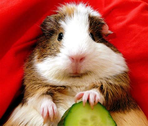 Guinea pigs loves to eat in fact they live to eat. 25+ bästa Guinea pig food idéerna på Pinterest | Marsvin