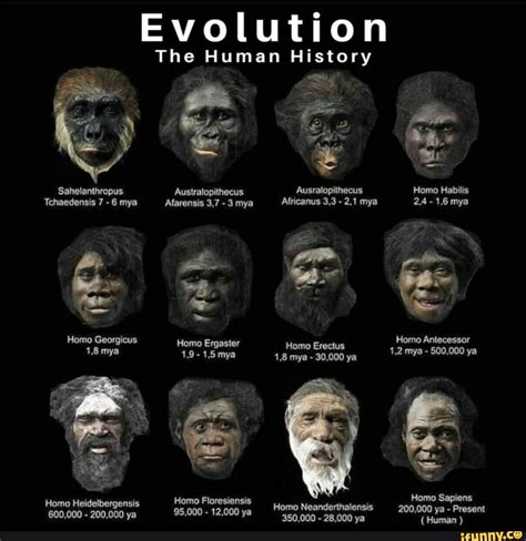 Evolution The Human History Sahelanthropus Australopithecus