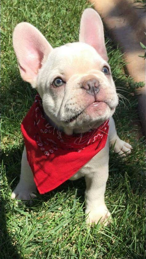 The french bulldog is a loving and affectionate dog breed that loves to play. Lilac frenchie baby😍😍😍 French Bulldog Puppy #buldog ...