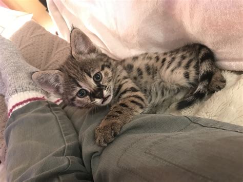 A very special bengal available for sale. Savannah catCat savannahCatsChatSavannah catsSavannah cats ...