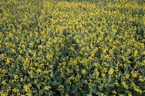 Beautiful Mustard Flower Garden In Field Stock Image Image Of