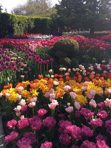 Check bloom status at the bloom map, call the tulip festival office at 360.428.5959 and visit our facebook pages. Skagit Valley Tulip Festival