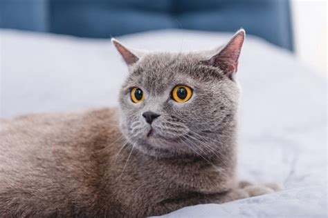 Cats can wreak havoc in gardens, both by eating and digging up plants and by using the soil as a litter box. How To Keep A Cat Off The Bed - Methods That Work ...
