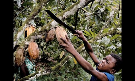 Child Labour Cocoa Tulane Publishes Cocoa Child Labor Report 21 Rise