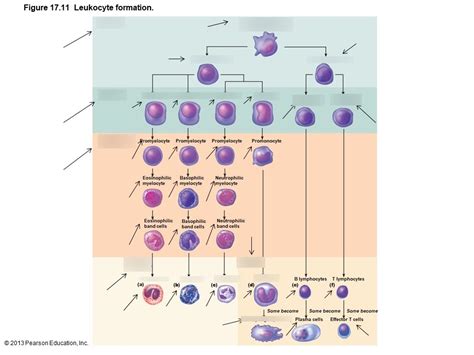 Leukocyte Formation Diagram Quizlet
