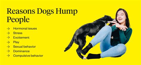 Why Do Dogs Hump People Dutch