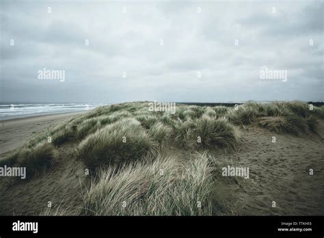 Grasses And Beach Hi Res Stock Photography And Images Alamy