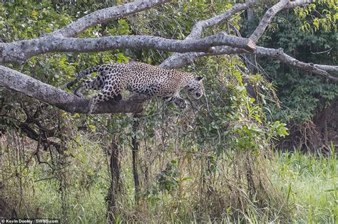 The moment a Jaguar kills a crocodile by leaping into a RIVER and