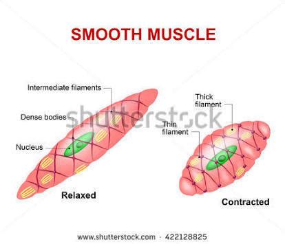 This is in contrast to skeletal and cardiac muscle, which have bands vascular smooth muscle helps with this second strategy. diagram of smooth muscle cell - Brainly.in
