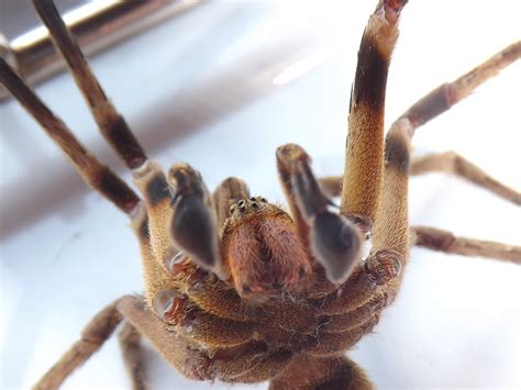 Ctenidae Phoneutria Nigriventer Brazilian Wandering Spider Aranha