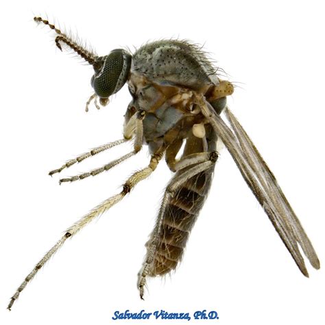 Diptera Ceratopogonidae Dasyhelea Biting Midges Female C Urban