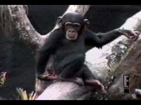 Monkey Scratches Butt and smells... and faints! - YouTube