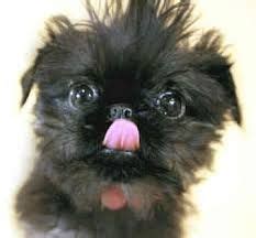 Check spelling or type a new query. Rough coat black Brussels Griffon - just so adorable ...