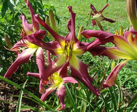 Earthly Treasures Daylily Garden Purple Many Faces