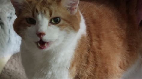 Cat Meows For His Dad Youtube