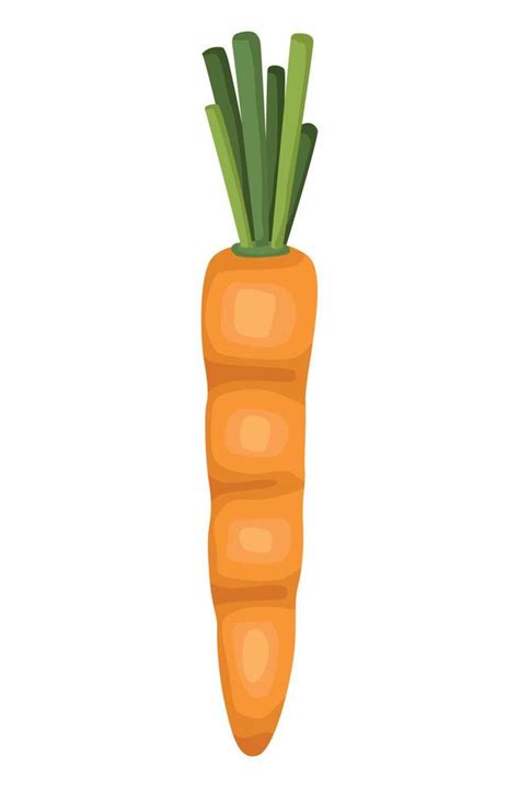 Fresh Carrot Vegetable 10438542 Vector Art At Vecteezy