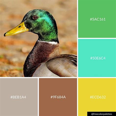 Mallard Duck Color Palette Inspiration Great For Digital Art And