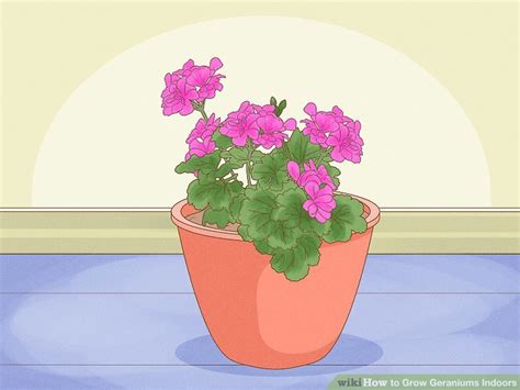 How To Grow Geraniums Indoors 9 Steps With Pictures Wikihow
