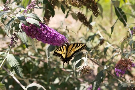 Tijuana River Valley Regional Park Bird And Butterfly Garden