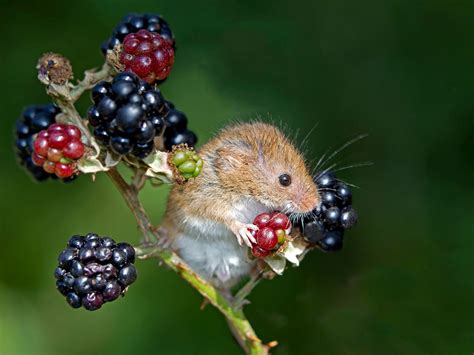 Harvest Mouse On Blackberries Cute Animal Pictures Animals Beautiful