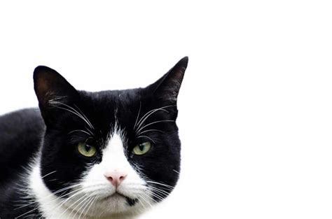 The Ultimate List Of Grumpy Cat Names 71 Ideas Find Cat Names