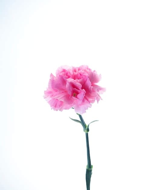 Premium Photo Single Pink Carnations Flower On White