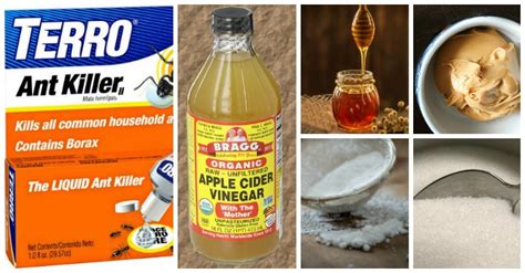 Here are some borax ant killer recipes you can do easily. Ant Killers - Testing 5 Different Natural Borax Ant ...