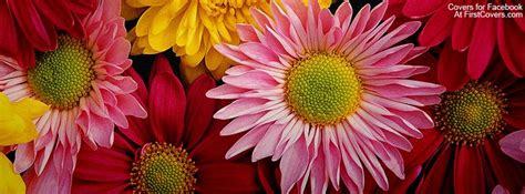 Gerber Daisies Spring Flowers Facebook Cover