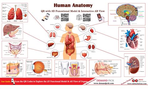 Basic Human Anatomy 101