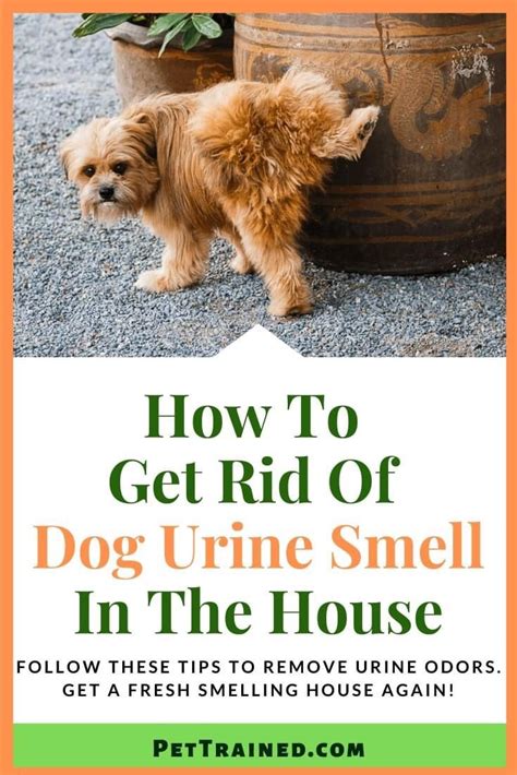 Dog Odor Remover Smell Remover Urine Smells Dog Smells Pet Urine