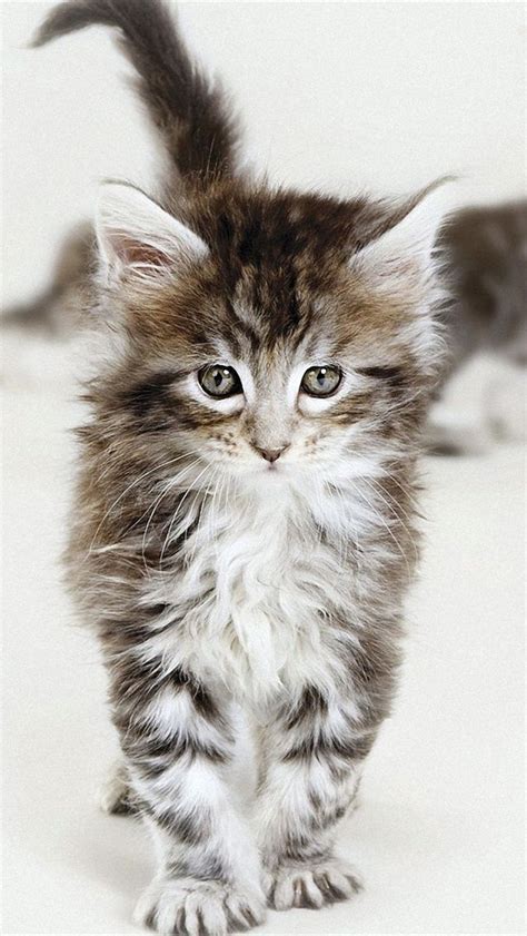 109332 Best Images About Adorable Animals On Pinterest Cat Breeds