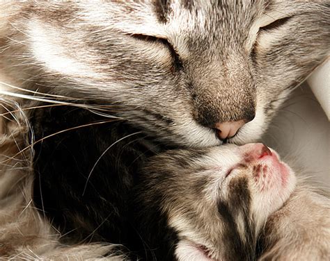 In this video, i discuss ten things you need to know about how to foster a feral mama and her kittens, including how to set up a proper space for them, how. 15 Baby Animals Celebrating Mother's Day With Their Mommies