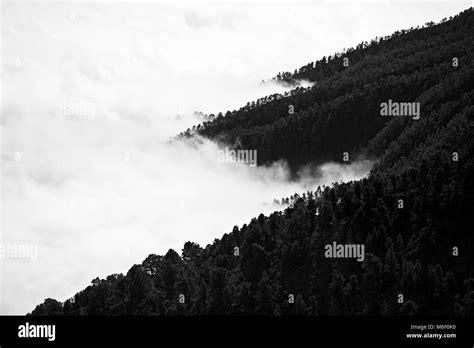 Forest With Mountains Black And White Stock Photos And Images Alamy