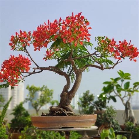 How To Grow Flame Tree Bonsai Growing Royal Poinciana