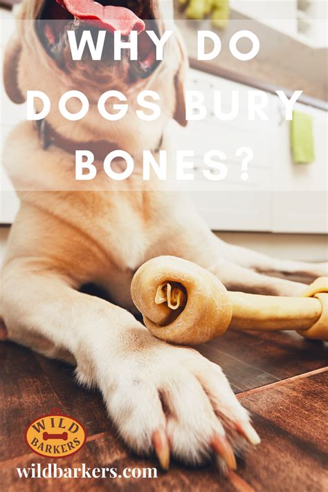 Why Does My Dog Hide His Bones Why Does My Dog Dig How Can I Control