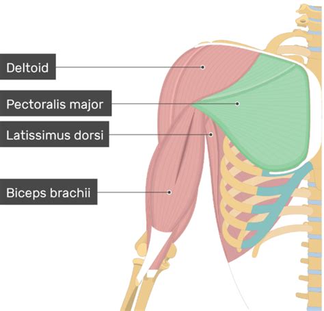 Pectoralis Major Muscle Anatomy