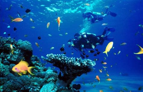 Scuba Diving Linene Reef Bazaruto Archipelago Inhambane Mozambique